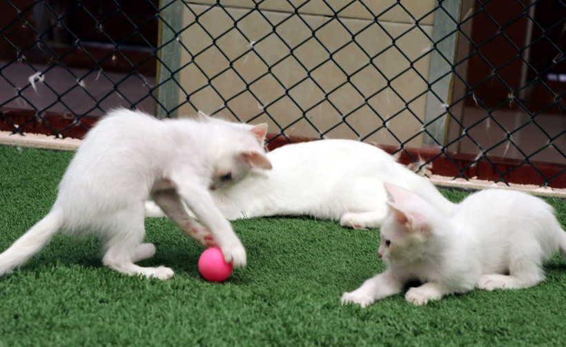 10 yavru doğurup rekor kırmıştı! 'Nazlı' kedi ve yavrularına ziyaretçi ilgisi! - Resim: 2