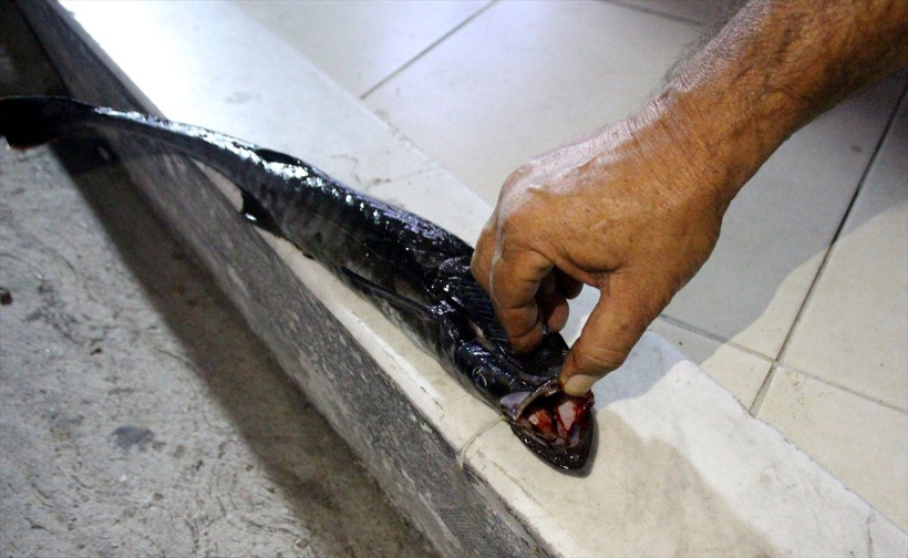 Muğla Bodrum'da oltaya vantuz balığı takıldı - Resim: 1