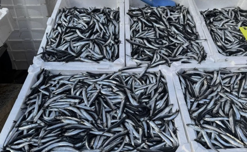 İstanbul'da bu ay en çok tüketilen balık şaşırttı! Hamsiyi bile solladı... - Resim: 2