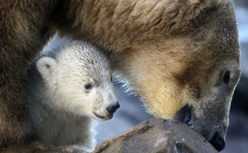 Avusturya'da yavru kutup ayısı ilk defa görüntülendi - Resim: 3