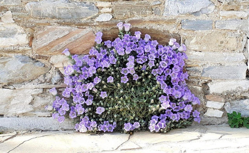 Aydın'da her yıl koruma altına alınan Tüylü Çan çiçeğine zararın cezası 73 bin 747 TL - Resim: 3