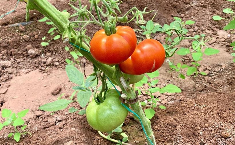 Emekli oldu arazisine serayı kurdu geliri de yüksek iş arayanlara tavsiye etti - Resim: 2