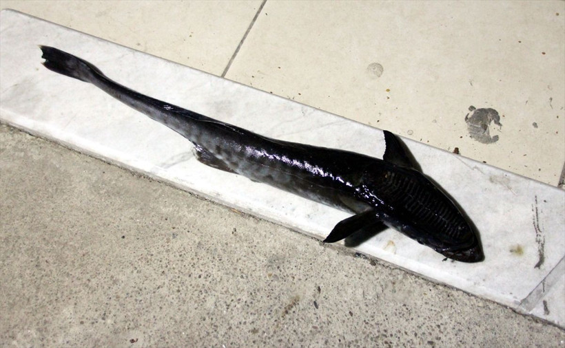 Muğla Bodrum'da oltaya vantuz balığı takıldı - Resim: 2