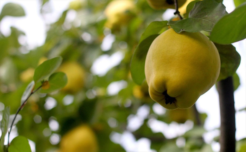 Kahramanmaraş'ta yetişiyor daha dalındayken satılıyor! Ülkeler sıraya girdi - Resim: 2