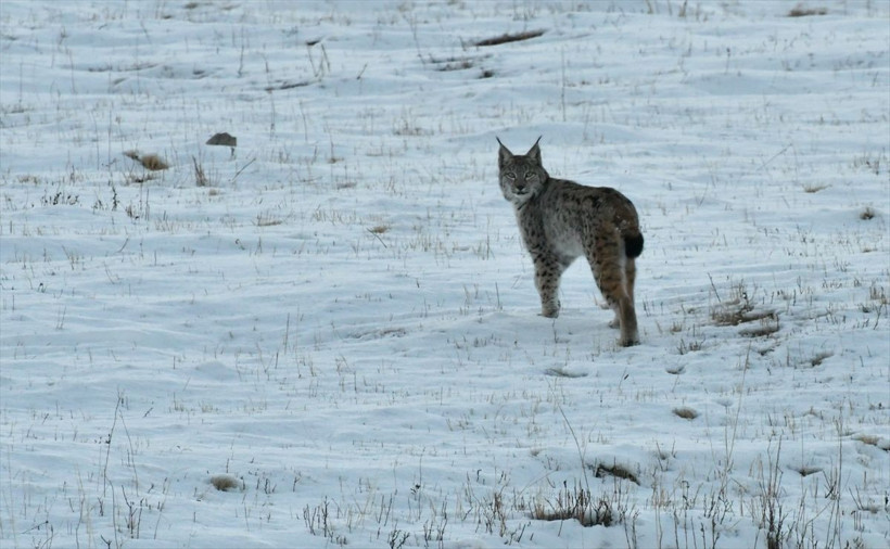 Kars'ta görenler hayret etti! Ormanın hayaleti dolaşırken görüntülendi - Resim: 4