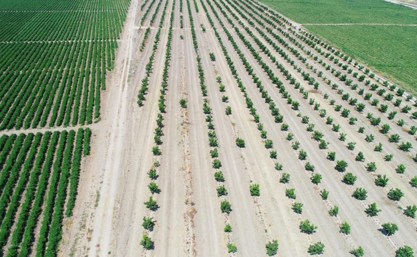 Adana'da narenciye bahçesine giren adam şok oldu! 'Milli servet'i baltayla kestiler - Resim: 3