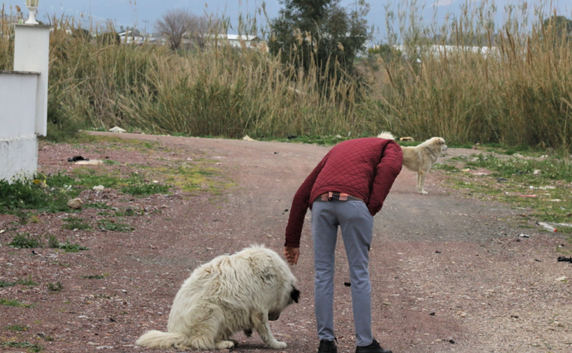Mahra'nın ölümüne sebep olan köpekler hala korku saçıyor: Aynı olay bir kez daha oluyordu! - Resim: 4
