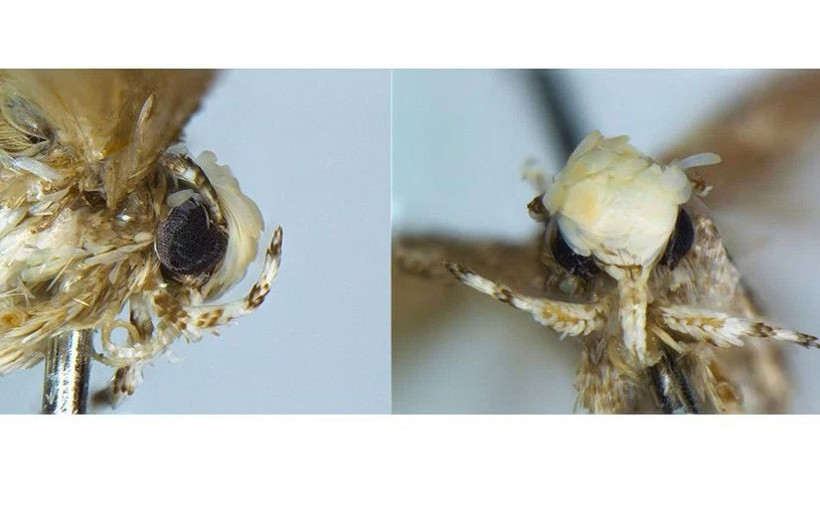 Donald Trump'ı benzetmedikleri hayvan yok bakın bu kez ne - Resim: 2