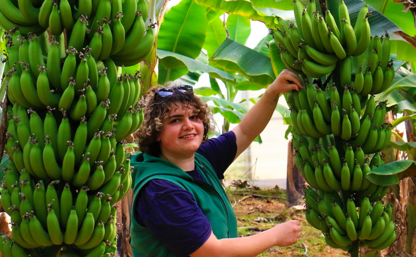 Enflasyona direnen tek meyve bir zamanlar lükstü! Şimdi tanesi patatesle aynı fiyat - Resim: 1