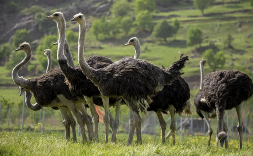 3 Türlü de kazandırıyor! Altın değerindeki hayvan için köylü şini gücünü bıraktı - Resim: 3