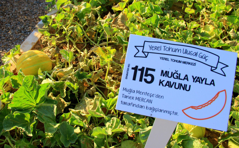 Muğla'da yerel tohum merkezi açıldı - Resim: 3