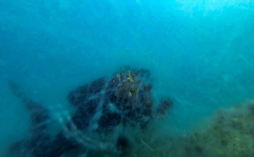 Marmara Denizi'nin dibi örümcek ağı gibi! Müsilaj yoğunluğu böyle görüntülendi - Resim: 2