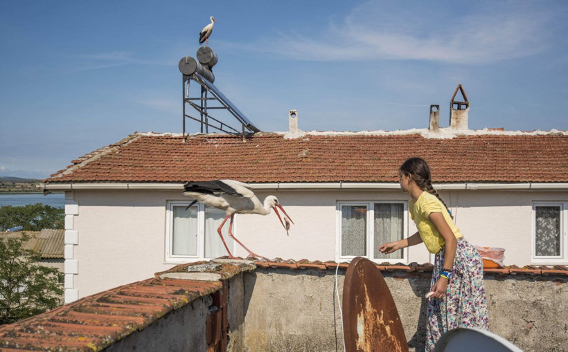 Bursa'da 12 yaşındaki Beyzanur'un leyleklerle dostluğu şaşırtıyor! - Resim: 1