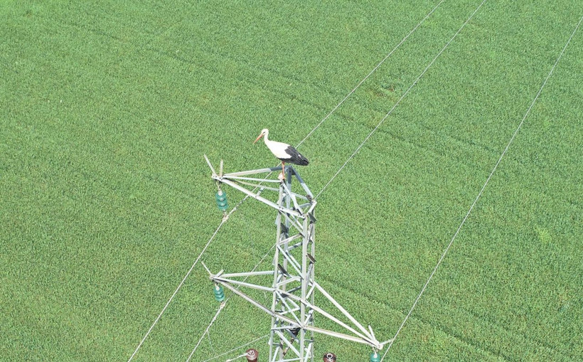 Diyarbakır'a yerleşen leylekler Afrika'dan gelip vadiye yavruladı - Resim: 4