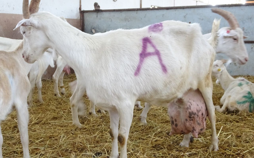 İnanılır gibi değil! Bu keçi bir günde ağırlığının yarısı kadar süt vererek rekor kırdı - Resim: 3