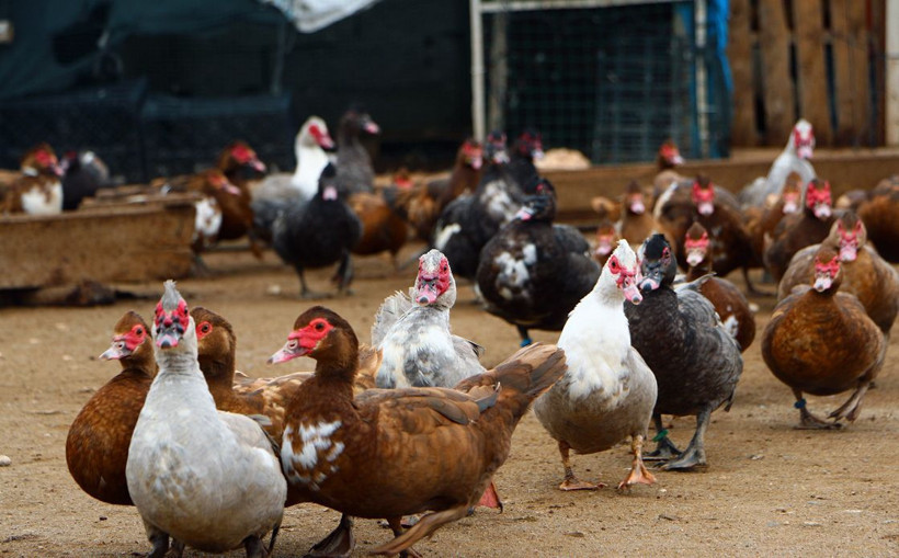 Bilim insanları yeni pandeminin kaynağını ve tarihini açıkladı: Covid-19'dan daha ölümcül olacak - Resim: 2