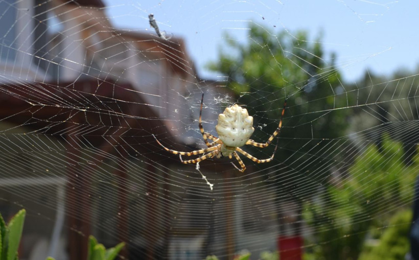 Ayvalık'ta tüyler ürperten görüntüler! Dünyanın en zehirli örümcek türlerinden birisi yakalandı - Resim: 3