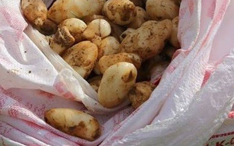 25 kilo salep soğan ile yakalandılar! 300 bin TL ceza yediler