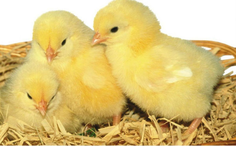 Hayvanseverleri çıldırtan karar! Erkek civcivler ezilerek öldürülecek - Resim: 4