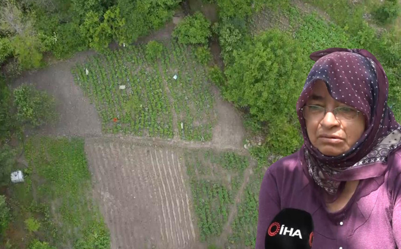 Geçen yıl 18 liraydı bu yıl emekler boşa gitti! Üretici şokta: Çürümesini izlediler