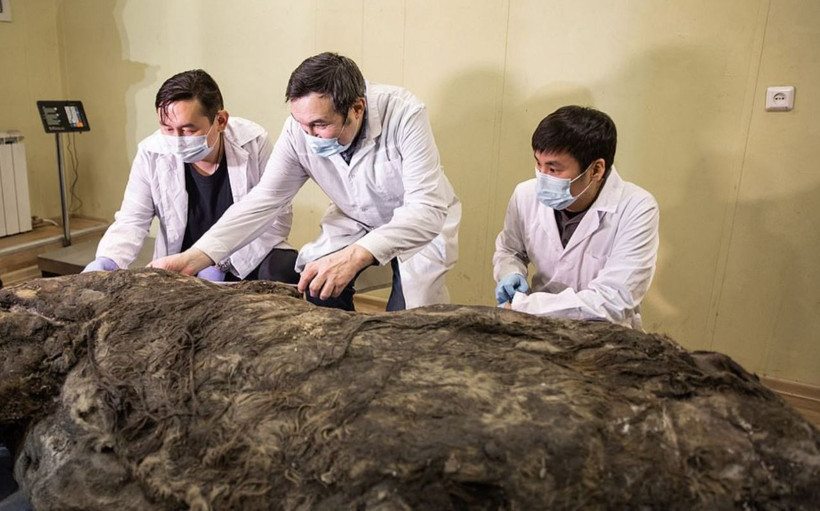 Sibirya'da keşfedildi 40 bin yıldır buzulda korunmuş tüyleri bile üzerinde - Resim: 4