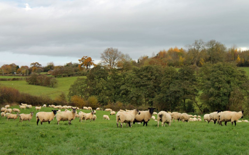 Olacak iş değil Brexit'teki İngiltere'de kuzular öldürülecek - Resim: 4