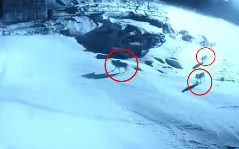 Köye inip dehşet saçtılar! Ev sahibi ayakkabısını bile giymeden dışarı koştu - Resim: 1