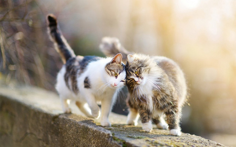 Kediler Türkiye'den Dünya'ya yayıldı - Resim: 4