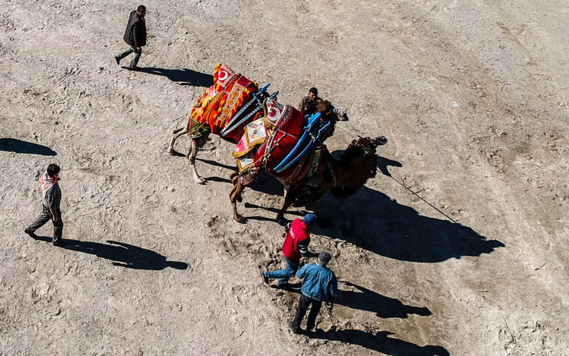 Develerin altında ezilmekten son anda kurtuldu! - Resim: 1