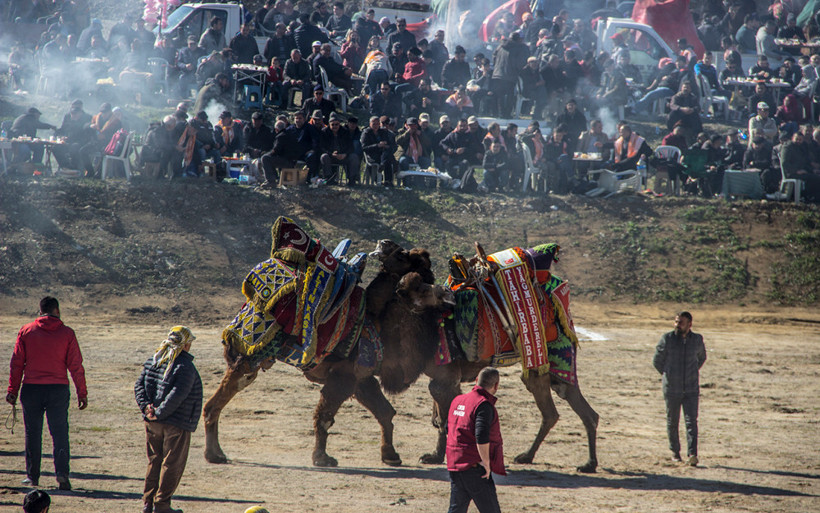 Develerin altında ezilmekten son anda kurtuldu! - Resim: 3
