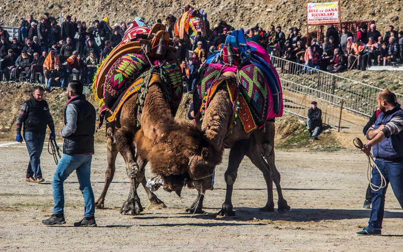 Develerin altında ezilmekten son anda kurtuldu! - Resim: 4