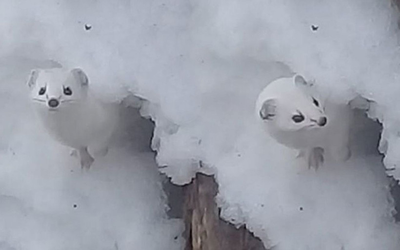 Efsane deniyordu 'Beyaz gelincik' işinin aslına çok şaşıracaksınız - Resim: 1