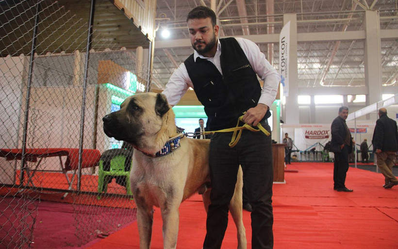 Kangal'ın Güneydoğulu rakibi Kurtboğan fiyatıyla dudak uçuklatıyor - Resim: 1