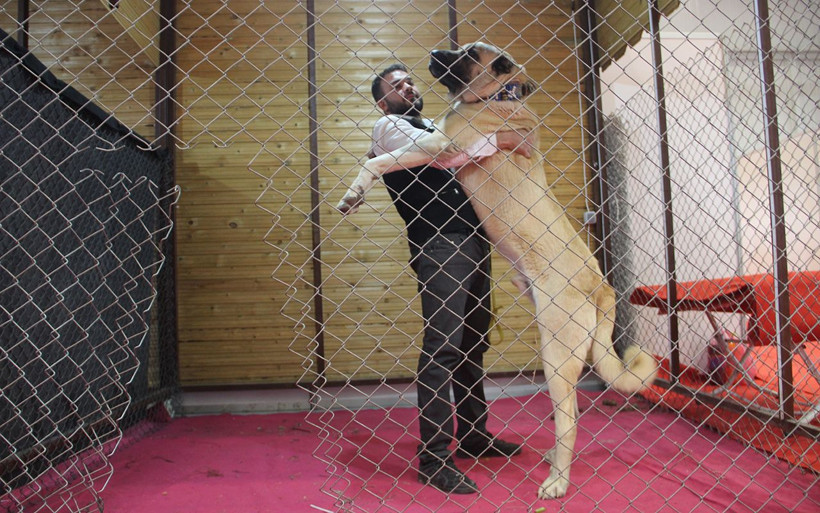Kangal'ın Güneydoğulu rakibi Kurtboğan fiyatıyla dudak uçuklatıyor - Resim: 2