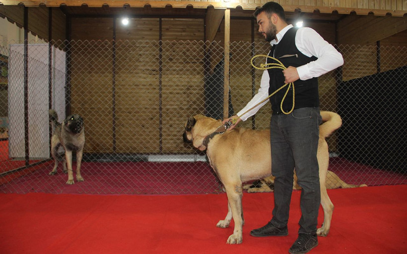 Kangal'ın Güneydoğulu rakibi Kurtboğan fiyatıyla dudak uçuklatıyor - Resim: 3