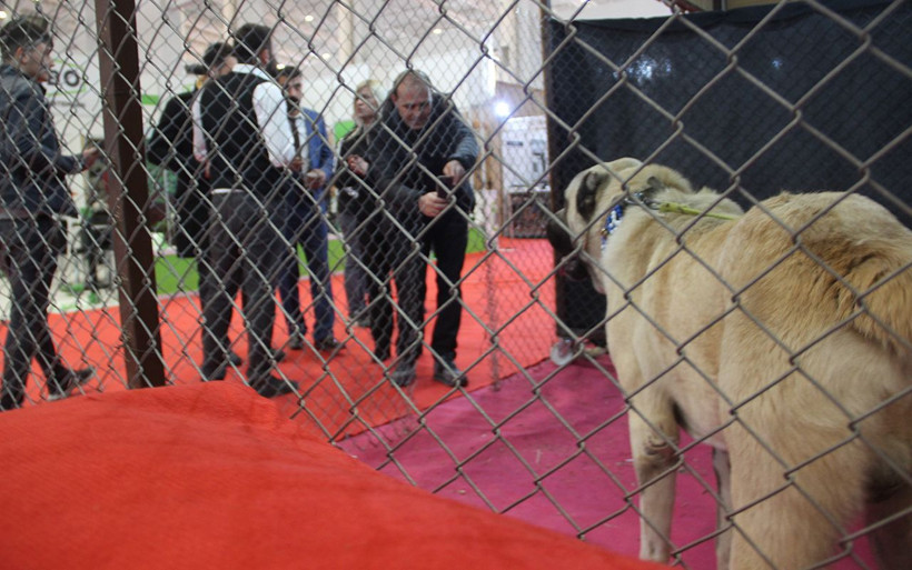 Kangal'ın Güneydoğulu rakibi Kurtboğan fiyatıyla dudak uçuklatıyor - Resim: 4