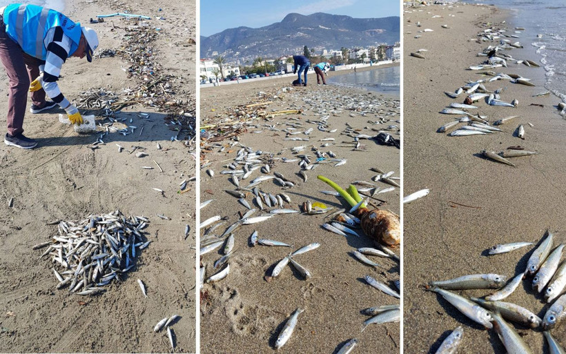 Alanyalılar diken üstünde on binlercesi birden sahile vurdu - Resim: 1