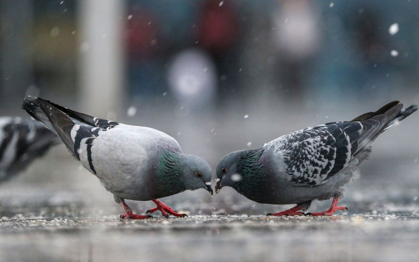 Kar bastıracak meteoroloji açıkladı hava sıcaklığı bir anda düşecek - Resim: 1