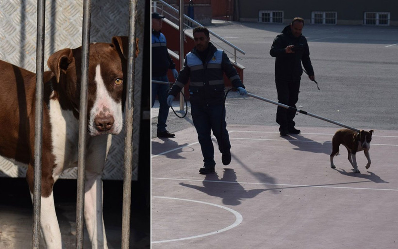 Bir anda okul bahçesine girip öğrencilere saldırdı! Çorum'da pitbull dehşeti - Resim: 1