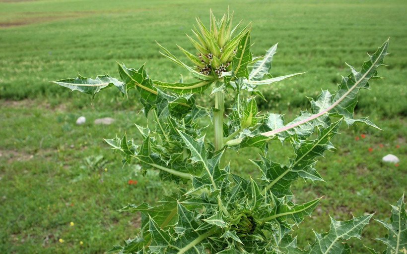 Babillerin saray yemeği Siirt'te keşfedildi! Ekonomik gelir elde edilecek - Resim: 2