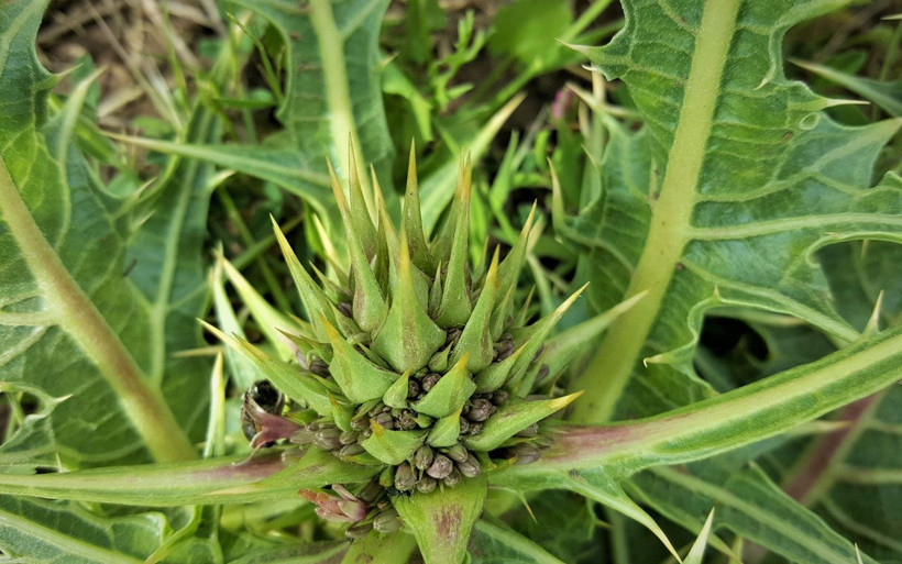 Babillerin saray yemeği Siirt'te keşfedildi! Ekonomik gelir elde edilecek - Resim: 4
