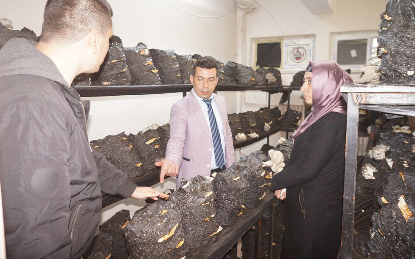 Manisalı lise öğrencilerinin okulda yetiştirdiği istiridye mantarlarına ilgi - Resim: 1