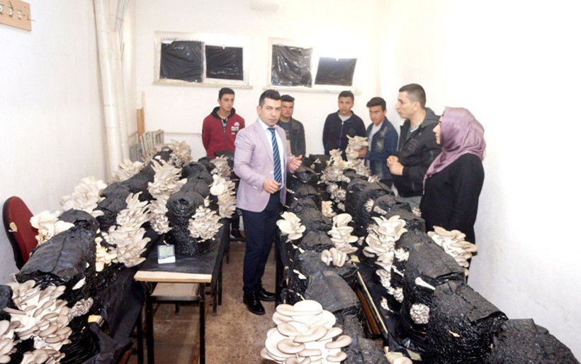 Manisalı lise öğrencilerinin okulda yetiştirdiği istiridye mantarlarına ilgi - Resim: 3