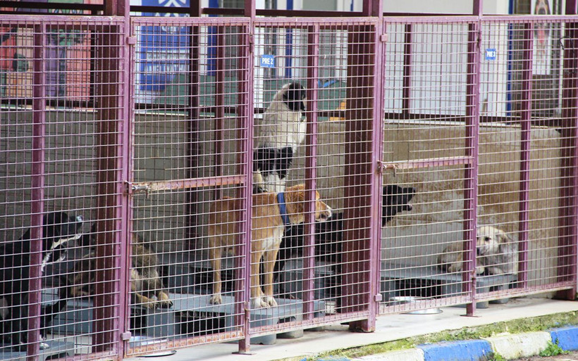 Muğla'da sarhoş bir kadın barınağı basıp tüm köpekleri... - Resim: 2