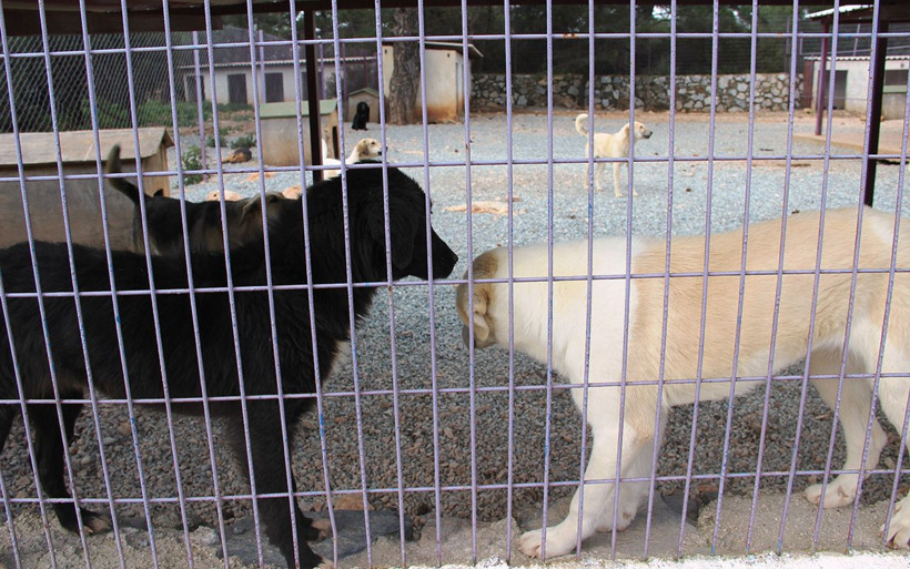 Muğla'da sarhoş bir kadın barınağı basıp tüm köpekleri... - Resim: 3