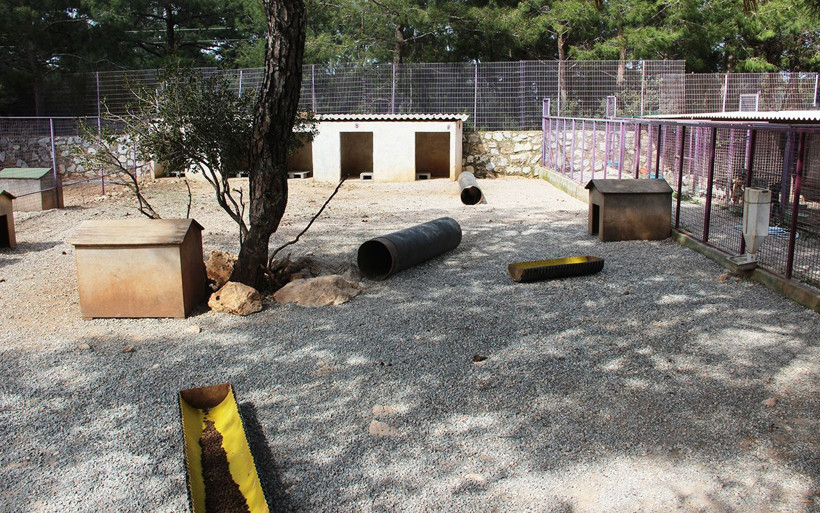 Muğla'da sarhoş bir kadın barınağı basıp tüm köpekleri... - Resim: 4