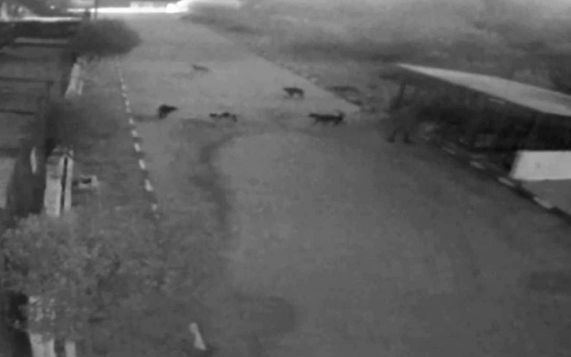 Muğla'da sarhoş bir kadın barınağı basıp tüm köpekleri... - Resim: 1