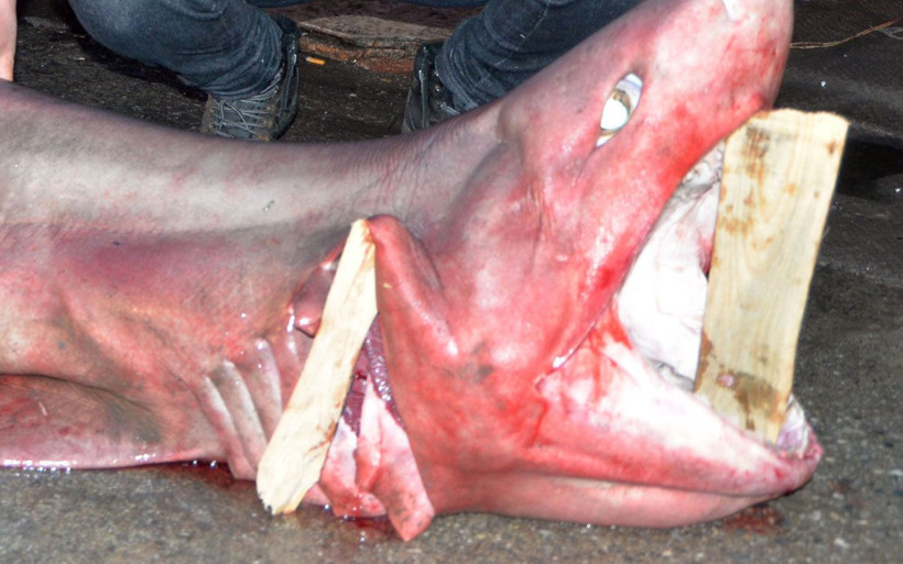 Mersin'de yakalandı görenler telefona sarıldı! Taleplere yetişemiyorlar - Resim: 1