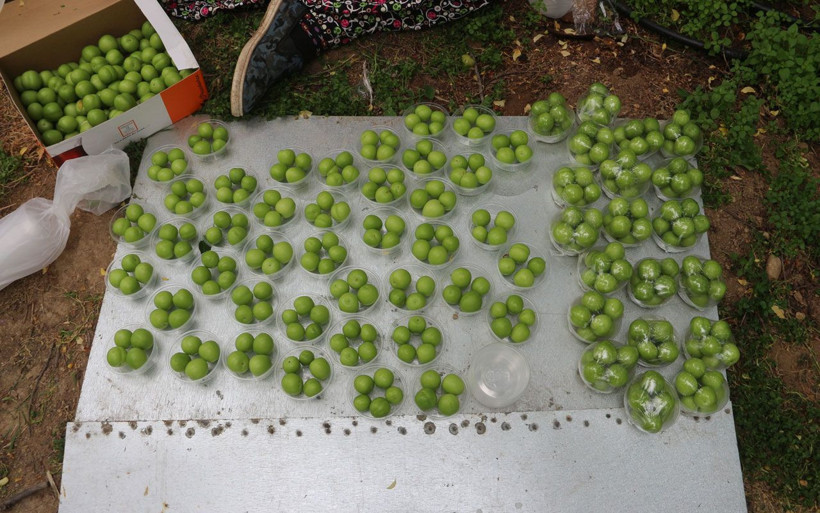 Mersin'de eriğin tanesi 10 liraya satılmaya başlandı - Resim: 3