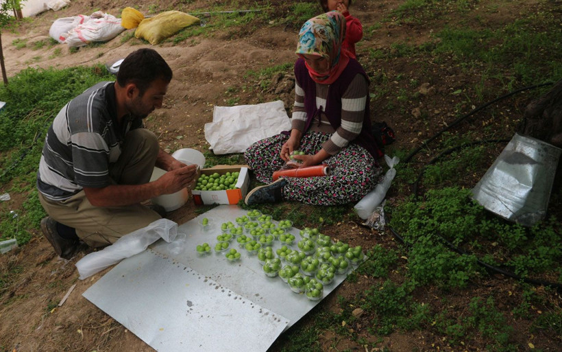Mersin'de eriğin tanesi 10 liraya satılmaya başlandı - Resim: 4